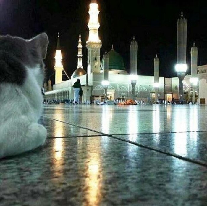 Как мекканские коты посещают ифтары и будят паломников на утреннюю молитву (ФОТО, ВИДЕО)
